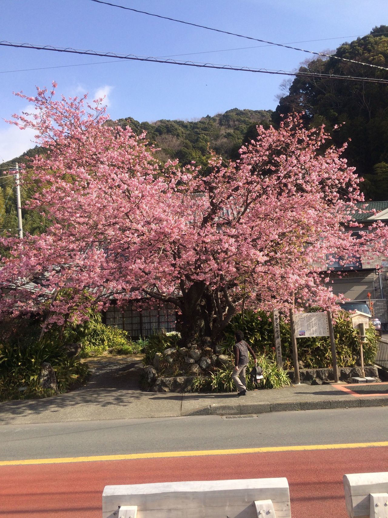 河津桜.jpg